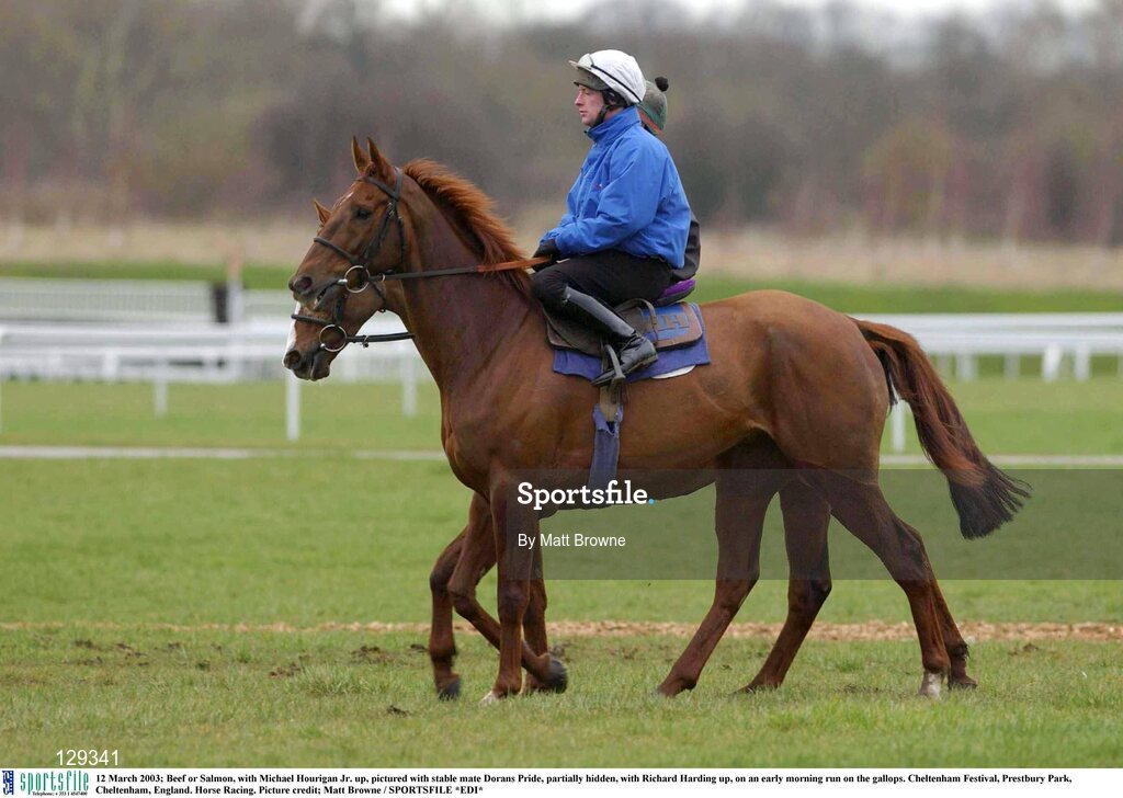 12 March 2003; Beef or Salmon, with Michael Hourigan Jr. up, pictured with stable mate Dorans Pride, partially hidden, with Richard Harding up, on an early morning run on the gallops. Cheltenham Festival, Prestbury Park, Cheltenham, England. Horse Racing. Picture credit; Matt Browne / SPORTSFILE *EDI*