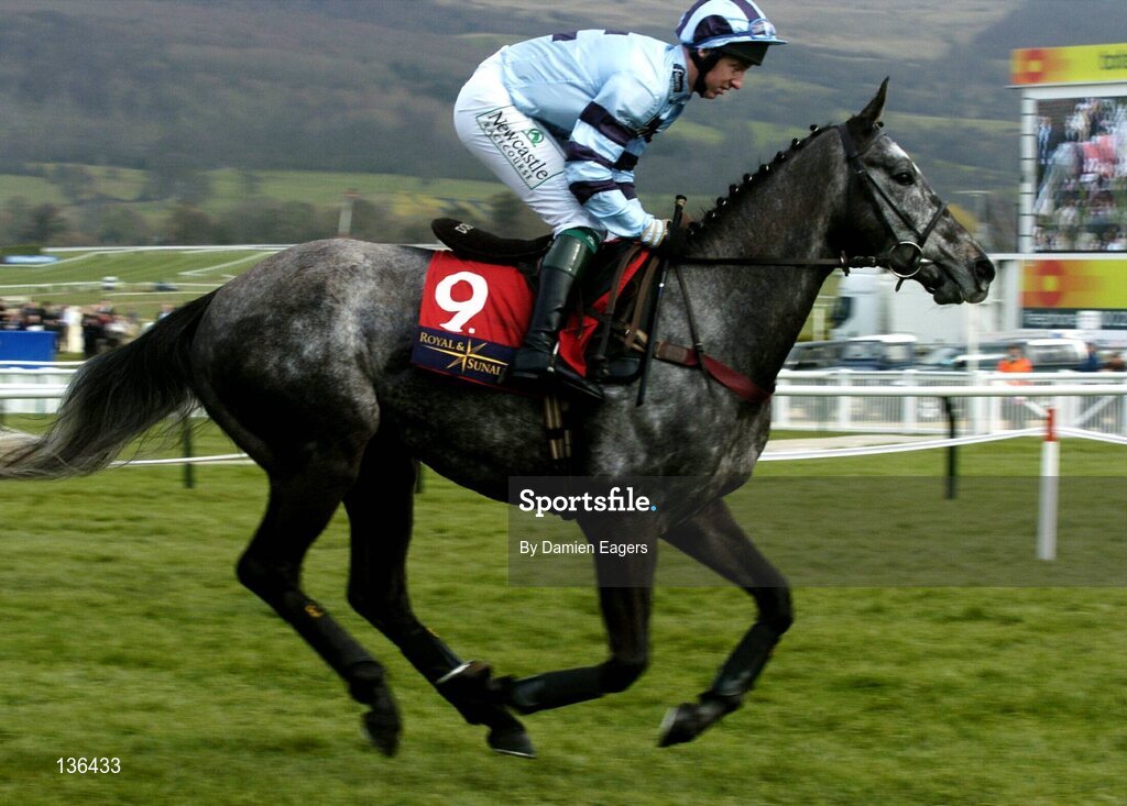 17 March 2004; King Solomon, with Tony Dobbin up, canters to the start for the Royal & Sunalliance Novices Hurdle Race, Cheltenham Festival, Prestbury Park, Cheltenham, England. Horse Racing. Picture credit; Damien Eagers / SPORTSFILE *EDI*