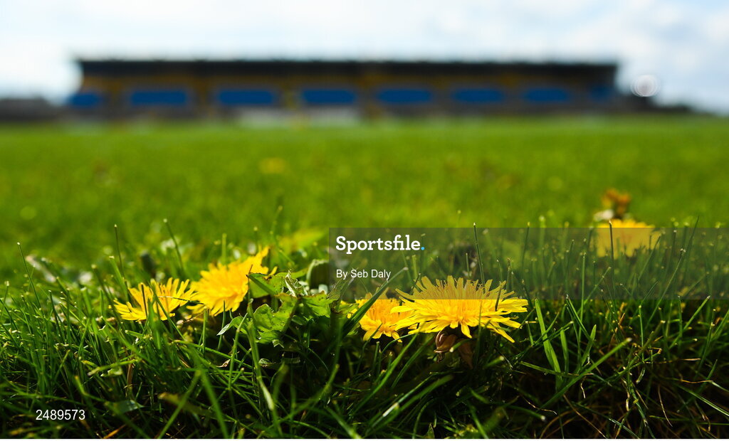 23 April 2023; Dandelions on the pitch before during the Connacht GAA Football Senior Championship Semi-Final match between Roscommon and Galway at Dr Hyde Park in Roscommon. Photo by Seb Daly/Sportsfile