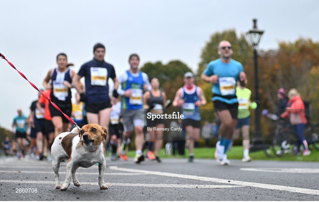29 October 2023; A dog watches runners in the Phoenix Park during the 2023 Irish Life Dublin Marathon. Thousands of runners took to the Fitzwilliam Square start line, to participate in the 42nd running of the Dublin Marathon. Photo by Ramsey Cardy/Sportsfile