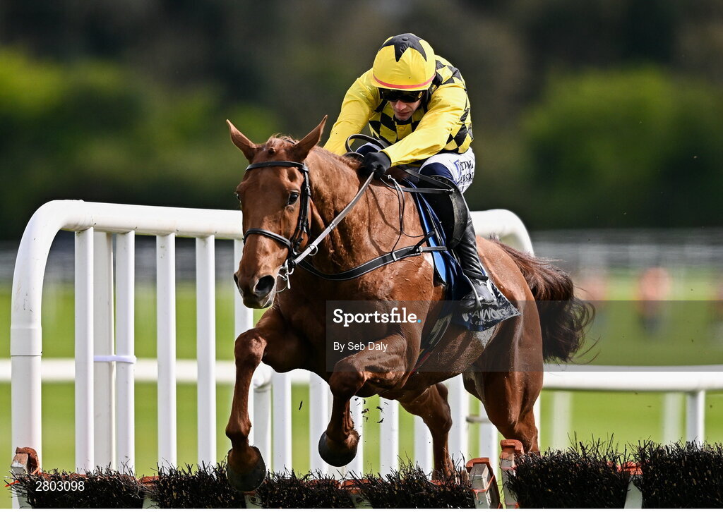 1 May 2024; Dancing City, with Paul Townend up, jumps the last on their way to winning the Channor Real Estate Group Novice Hurdle during day two of the Punchestown Festival at Punchestown Racecourse in Kildare. Photo by Seb Daly/Sportsfile