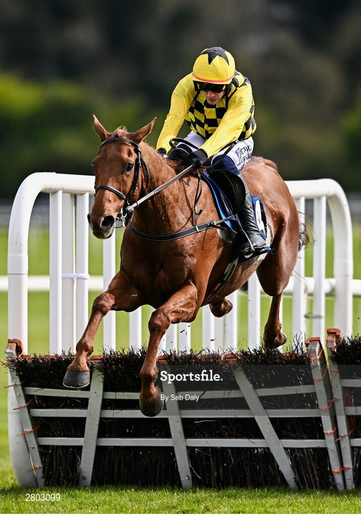 1 May 2024; Dancing City, with Paul Townend up, jumps the last on their way to winning the Channor Real Estate Group Novice Hurdle during day two of the Punchestown Festival at Punchestown Racecourse in Kildare. Photo by Seb Daly/Sportsfile