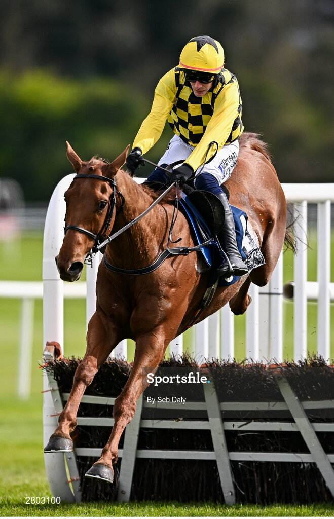 1 May 2024; Dancing City, with Paul Townend up, jumps the last on their way to winning the Channor Real Estate Group Novice Hurdle during day two of the Punchestown Festival at Punchestown Racecourse in Kildare. Photo by Seb Daly/Sportsfile