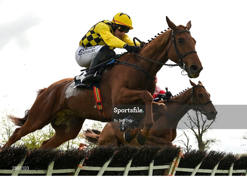 1 May 2024; Dancing City, with Paul Townend up, jumps the last on their way to winning the Channor Real Estate Group Novice Hurdle during day two of the Punchestown Festival at Punchestown Racecourse in Kildare. Photo by Seb Daly/Sportsfile