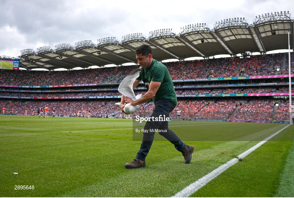 28 July 2024; An injured Herring gull, who landed on the pitch, is removed by Barry Nolan during the GAA Football All-Ireland Senior Championship Final match between Armagh and Galway at Croke Park in Dublin. Photo by Ray McManus/Sportsfile