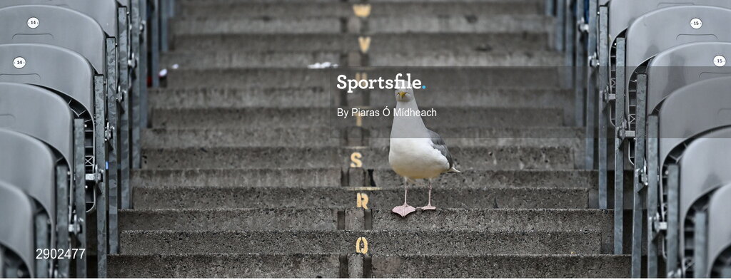 21 July 2024; A Seagull scavenging for food in the Cusack Stand long after the final whistle of the GAA Hurling All-Ireland Senior Championship Final between Clare and Cork at Croke Park in Dublin. Photo by Piaras Ó Mídheach/Sportsfile