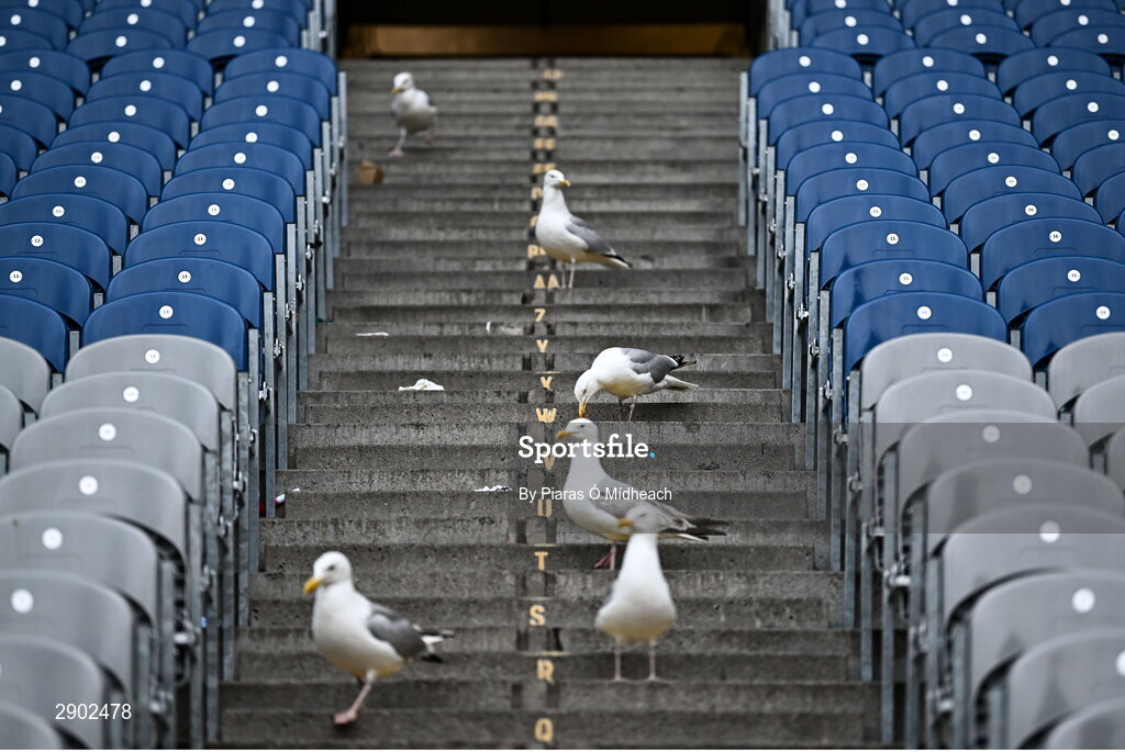 21 July 2024; Seagulls scavenge for food in the Cusack Stand long after the final whistle of the GAA Hurling All-Ireland Senior Championship Final between Clare and Cork at Croke Park in Dublin. Photo by Piaras Ó Mídheach/Sportsfile