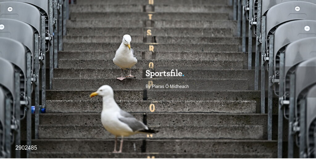 21 July 2024; Seagulls scavenge for food in the Cusack Stand long after the final whistle of the GAA Hurling All-Ireland Senior Championship Final between Clare and Cork at Croke Park in Dublin. Photo by Piaras Ó Mídheach/Sportsfile
