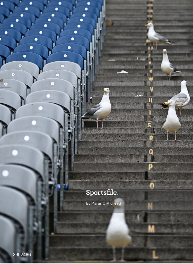 21 July 2024; Seagulls scavenge for food in the Cusack Stand long after the final whistle of the GAA Hurling All-Ireland Senior Championship Final between Clare and Cork at Croke Park in Dublin. Photo by Piaras Ó Mídheach/Sportsfile