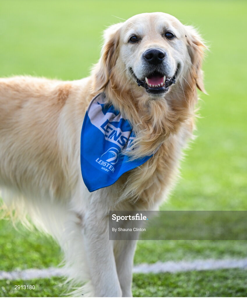 9 August 2024; TJ the Dog during the Leinster Rugby women's jersey presentation at Energia Park in Dublin. Photo by Shauna Clinton/Sportsfile