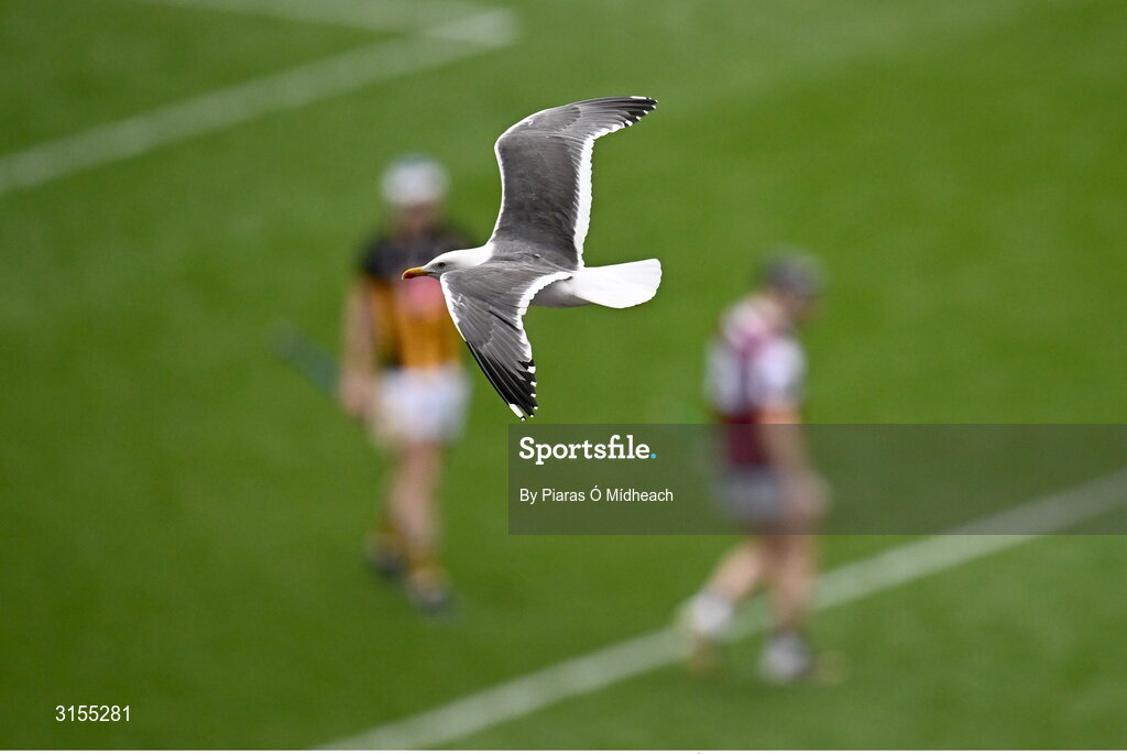 8 June 2025; A seagull flies over the pitch during the Leinster GAA Senior Hurling Championship final match between Kilkenny and Galway at Croke Park in Dublin. Photo by Piaras Ó Mídheach/Sportsfile