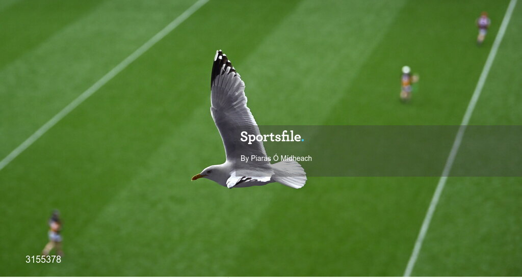 8 June 2025; A seagulls flies over the pitch during the Leinster GAA Senior Hurling Championship final match between Kilkenny and Galway at Croke Park in Dublin. Photo by Piaras Ó Mídheach/Sportsfile
