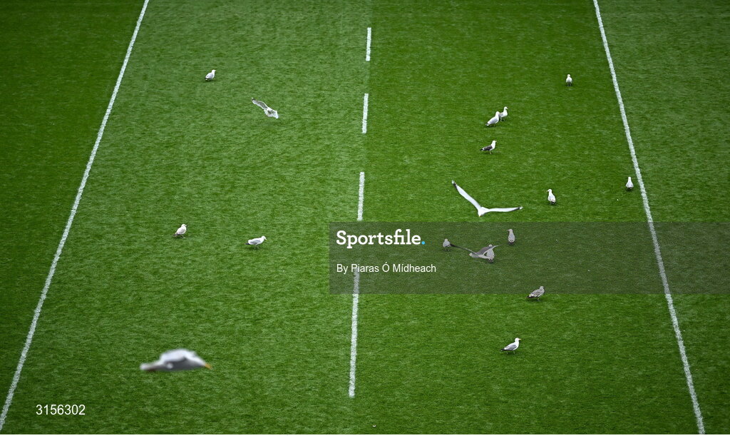 8 June 2025; Seagulls on the pitch after the Leinster GAA Senior Hurling Championship final match between Kilkenny and Galway at Croke Park in Dublin. Photo by Piaras Ó Mídheach/Sportsfile