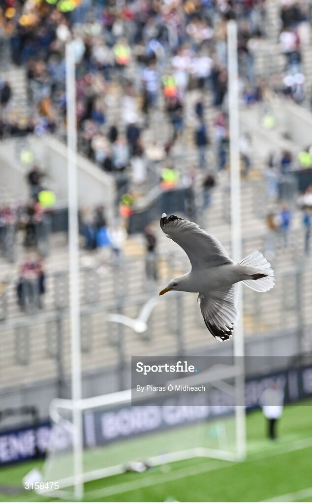 8 June 2025; A seagull flies over the pitch during the Leinster GAA Senior Hurling Championship final match between Kilkenny and Galway at Croke Park in Dublin. Photo by Piaras Ó Mídheach/Sportsfile