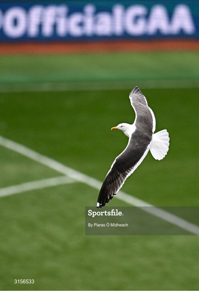 8 June 2025; A seagull flies over the pitch during the Leinster GAA Senior Hurling Championship final match between Kilkenny and Galway at Croke Park in Dublin. Photo by Piaras Ó Mídheach/Sportsfile