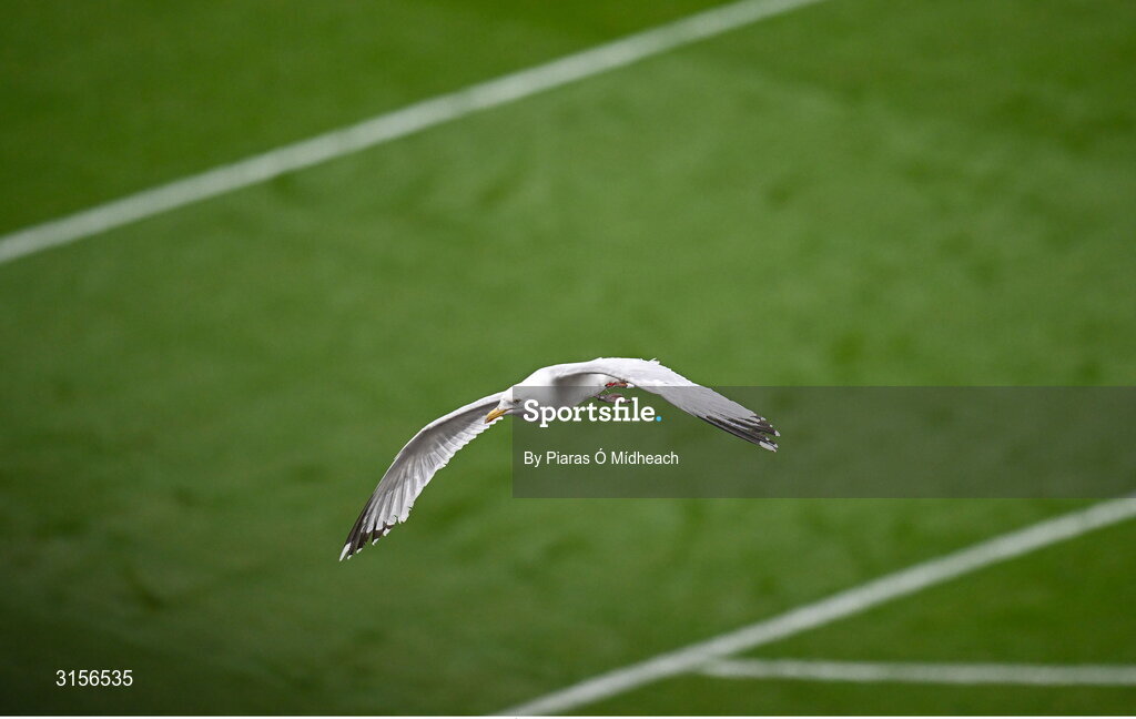 8 June 2025; A seagull flies over the pitch during the Leinster GAA Senior Hurling Championship final match between Kilkenny and Galway at Croke Park in Dublin. Photo by Piaras Ó Mídheach/Sportsfile