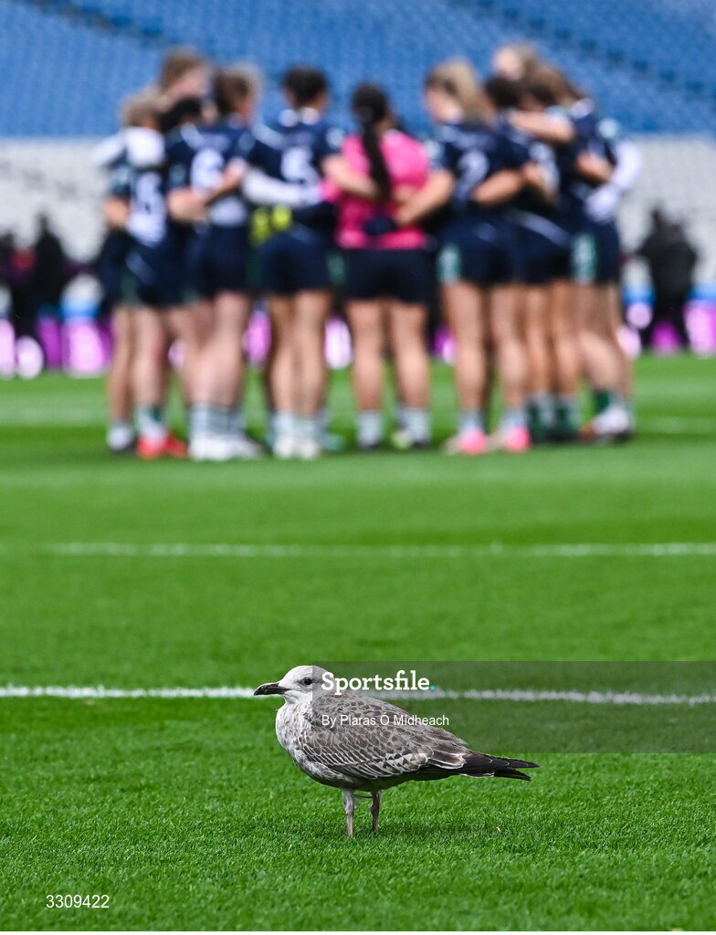 13 December 2025; A bird on the pitch before the AIB All-Ireland Ladies Football Club Intermediate Club Championship final match between Knockbride of Cavan and Caltra Cuans of Galway at Croke Park in Dublin. Photo by Piaras Ó Mídheach/Sportsfile