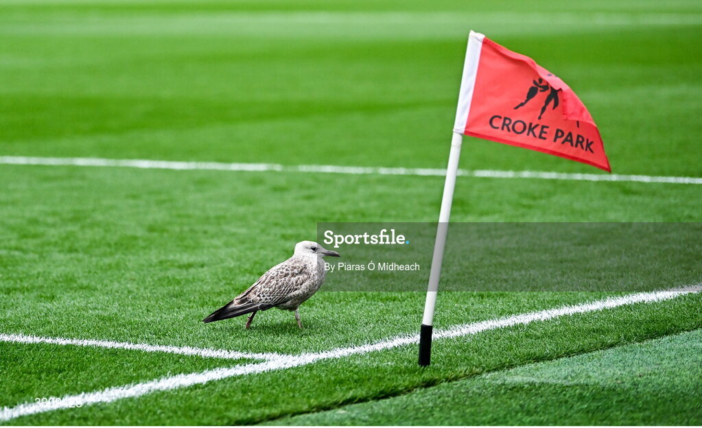 13 December 2025; A bird on the pitch before the AIB All-Ireland Ladies Football Club Intermediate Club Championship final match between Knockbride of Cavan and Caltra Cuans of Galway at Croke Park in Dublin. Photo by Piaras Ó Mídheach/Sportsfile