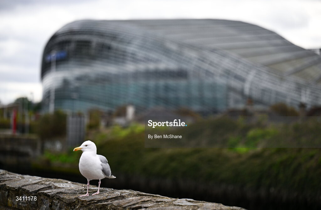 31 March 2026; A seagull is seen near the River Dodder outside the Aviva stadium before the international friendly match between Republic of Ireland and North Macedonia at Aviva Stadium in Dublin. Photo by Ben McShane/Sportsfile