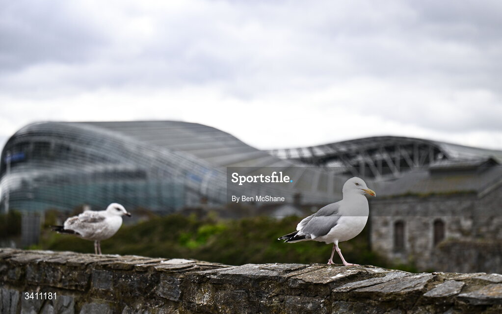 31 March 2026; Seagulls are seen near the River Dodder outside the Aviva stadium before the international friendly match between Republic of Ireland and North Macedonia at Aviva Stadium in Dublin. Photo by Ben McShane/Sportsfile