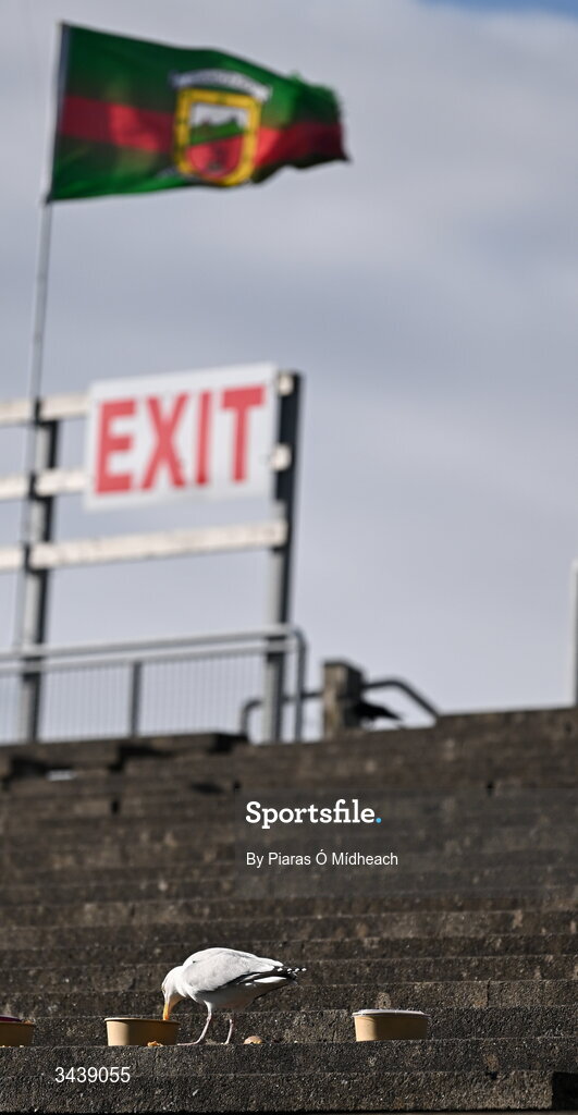 26 April 2026; A seagull eats leftover food in the terrace after the Connacht GAA Football Senior Championship semi-final match between Mayo and Roscommon at Hastings Insurance MacHale Park in Castlebar, Mayo. Photo by Piaras Ó Mídheach/Sportsfile