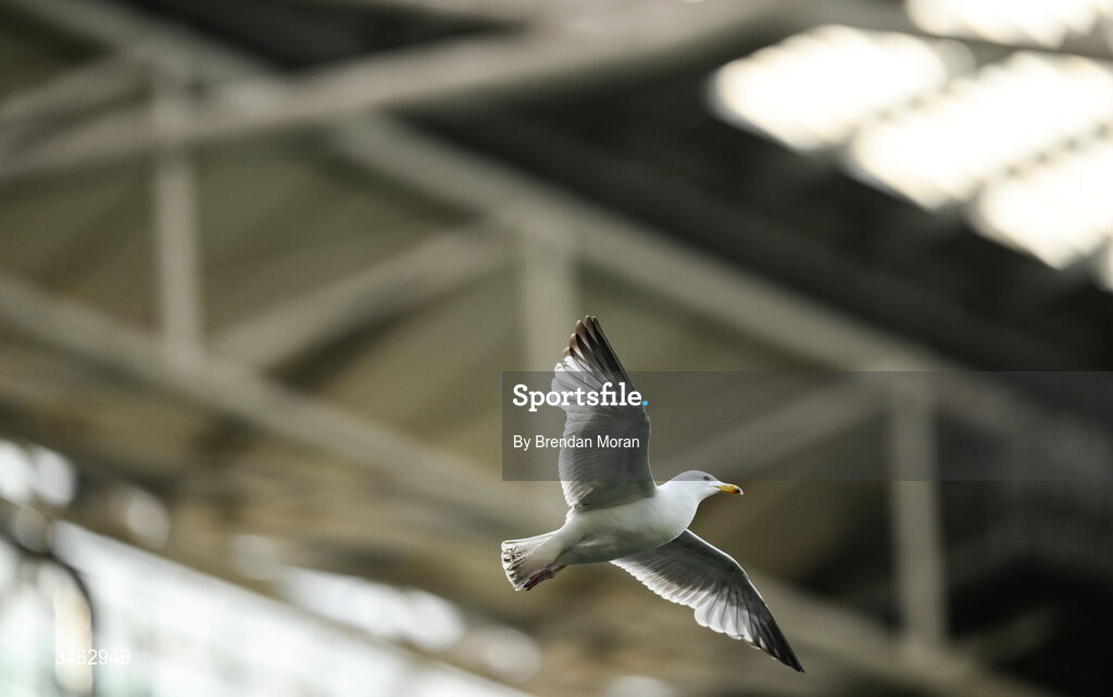16 May 2026; Seagulls fly around the stadium during the United Rugby Championship match between Leinster and Ospreys at the Aviva Stadium in Dublin. Photo by Brendan Moran/Sportsfile