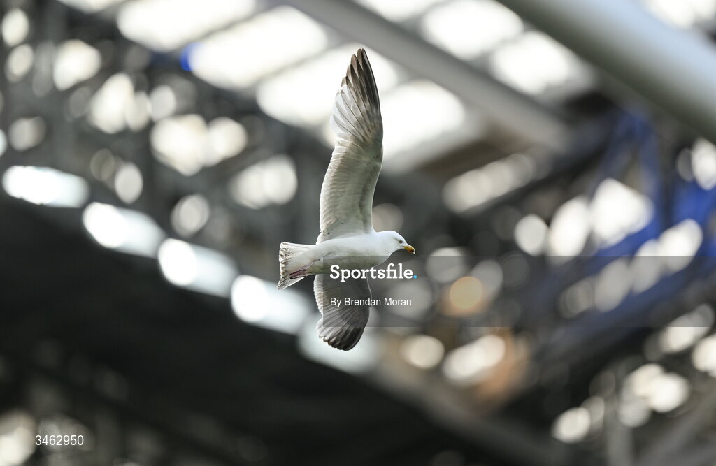 16 May 2026; Seagulls fly around the stadium during the United Rugby Championship match between Leinster and Ospreys at the Aviva Stadium in Dublin. Photo by Brendan Moran/Sportsfile