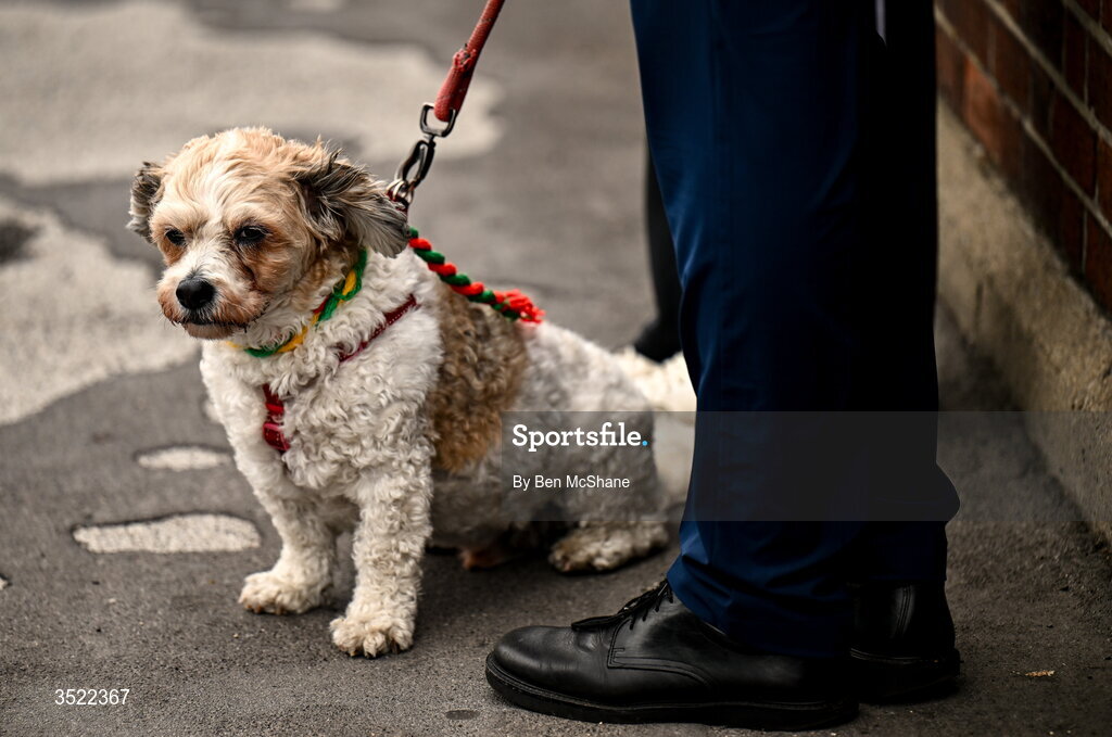 26 July 2026; A dog is seen wearing the colours of both Kerry and Mayo before the GAA Football All-Ireland Senior Championship final match between Kerry and Mayo at Croke Park in Dublin. Photo by Ben McShane/Sportsfile