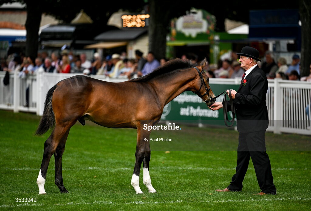 8 August 2026; A horse in the Mares & Foals during day four of the Gallagher Dublin Horse Show at the RDS in Dublin. Photo by Paul Phelan/Sportsfile