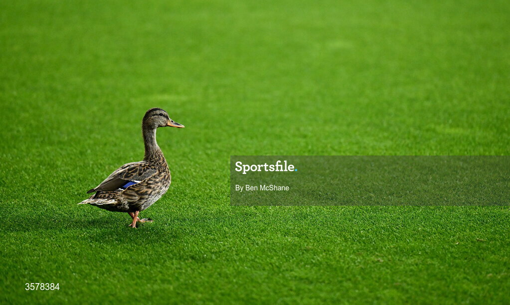 27 September 2026; A duck walks the pitch before the UEFA Nations League B match between Israel and the Republic of Ireland at Nagyerdei Stadion in Debrecen, Hungary. Photo by Ben McShane/Sportsfile