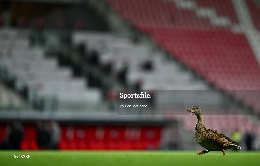 27 September 2026; A duck walks the pitch before the UEFA Nations League B match between Israel and the Republic of Ireland at Nagyerdei Stadion in Debrecen, Hungary. Photo by Ben McShane/Sportsfile