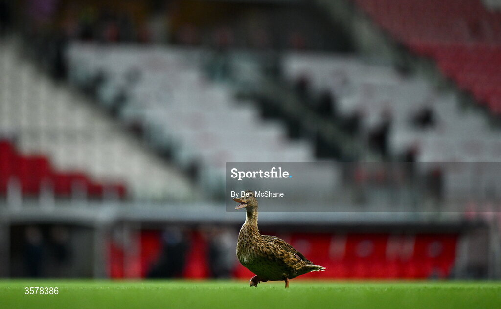 27 September 2026; A duck walks the pitch before the UEFA Nations League B match between Israel and the Republic of Ireland at Nagyerdei Stadion in Debrecen, Hungary. Photo by Ben McShane/Sportsfile