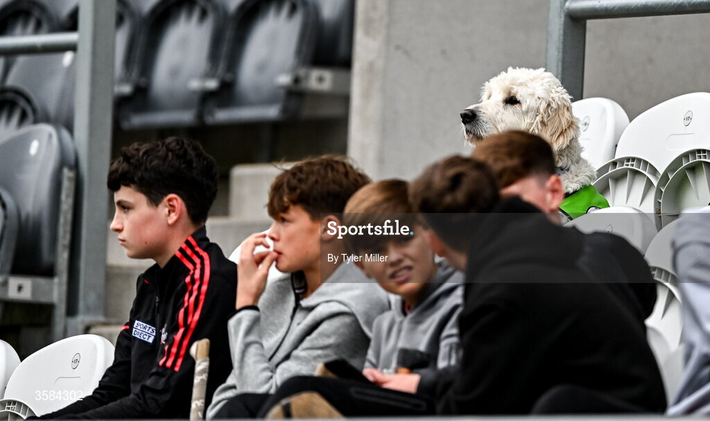4 October 2026; A dog watches on from the stands during the Cork County Senior Club Hurling Championship semi-final match between Midleton and Glen Rovers at SuperValu Páirc Uí Chaoimh in Cork. Photo by Tyler Miller/Sportsfile