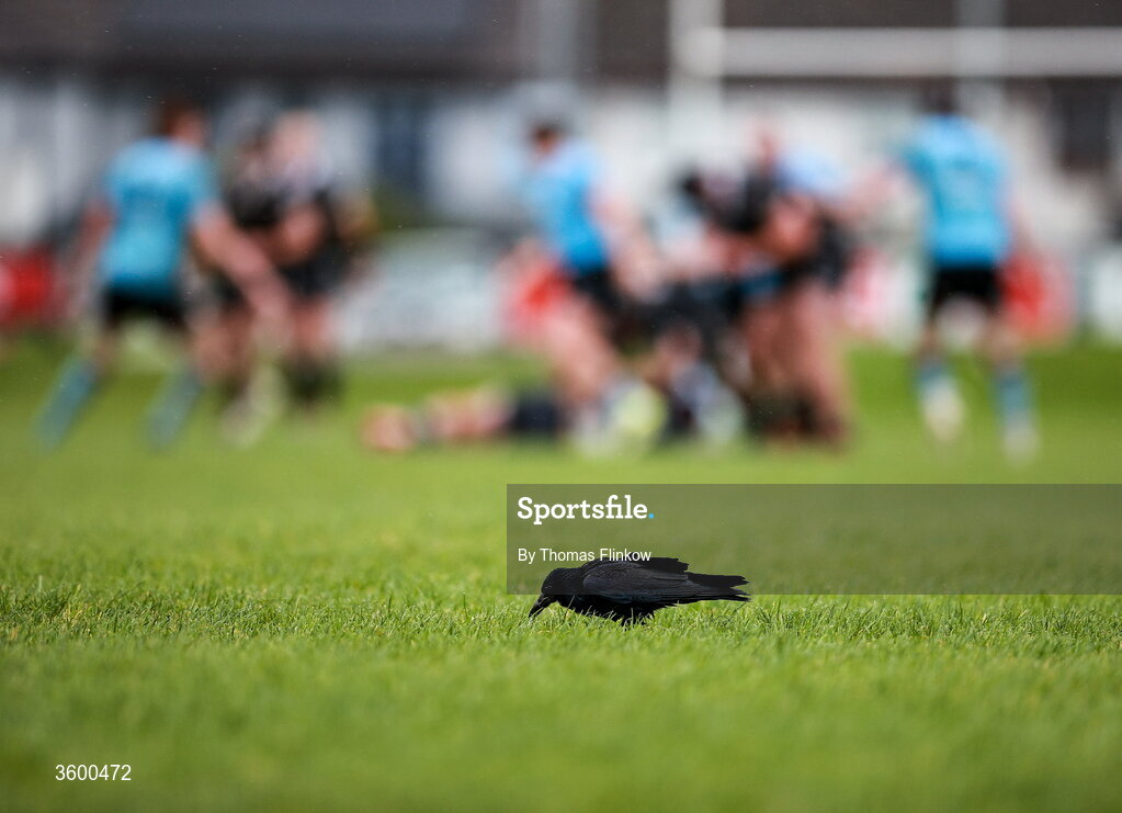 24 October 2026; A bird is seen on the pitch during the Energia Men's All-Ireland League Division 2A match between Galwegians and Ballymena at Crowley Park in Galway. Photo by Thomas Flinkow/Sportsfile