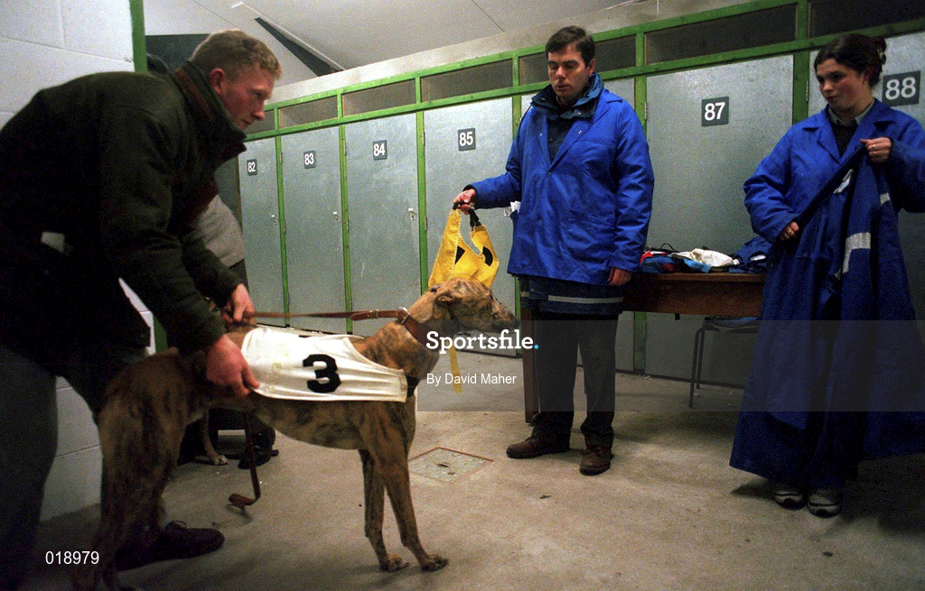18 January 1997; A greyhound is prepared during a greyhound racing meeting at Shelbourne Park in Dublin. Photo by David Maher/Sportsfile