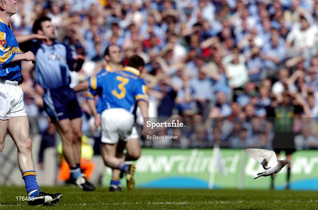 15 May 2005; A pigeon takes flight during the game. Bank Of Ireland Leinster Senior Football Championship, Dublin v Longford, Croke Park, Dublin. Picture credit; David Maher / SPORTSFILE