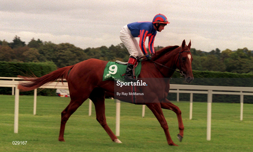 11 September 1999; Sunspangled, with Seamus Heffernan up, go to post during horse racing at Leopardstown Racecourse in Dublin. Photo by Ray McManus/Sportsfile