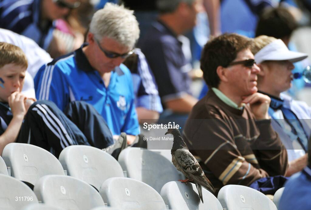 20 July 2008; A pigeon perches on a seat as spectators looks during the game. GAA Football Leinster Senior Championship Final, Dublin v Wexford, Croke Park, Dublin. Picture credit: David Maher / SPORTSFILE