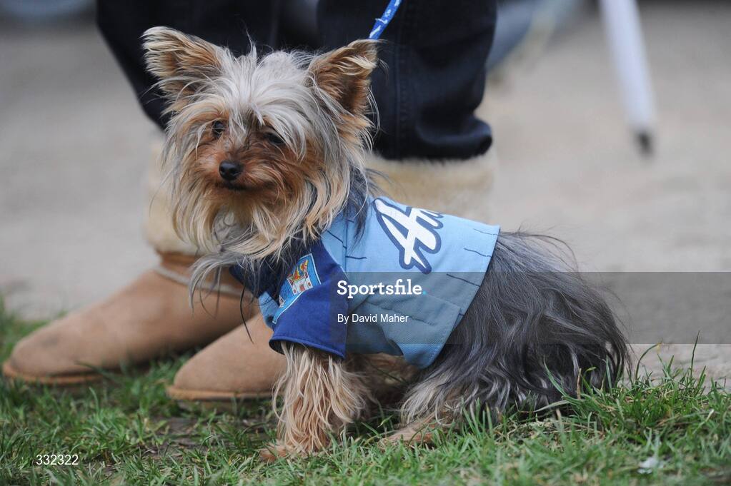 1 January 2009; A Yorkshire Terrier named Minnie wearing the Dublin colours during the game. Football Challenge Game, Dublin v Dub Stars, Páirc Barróg, Kilbarrack, Dublin. Picture credit: David Maher / SPORTSFILE