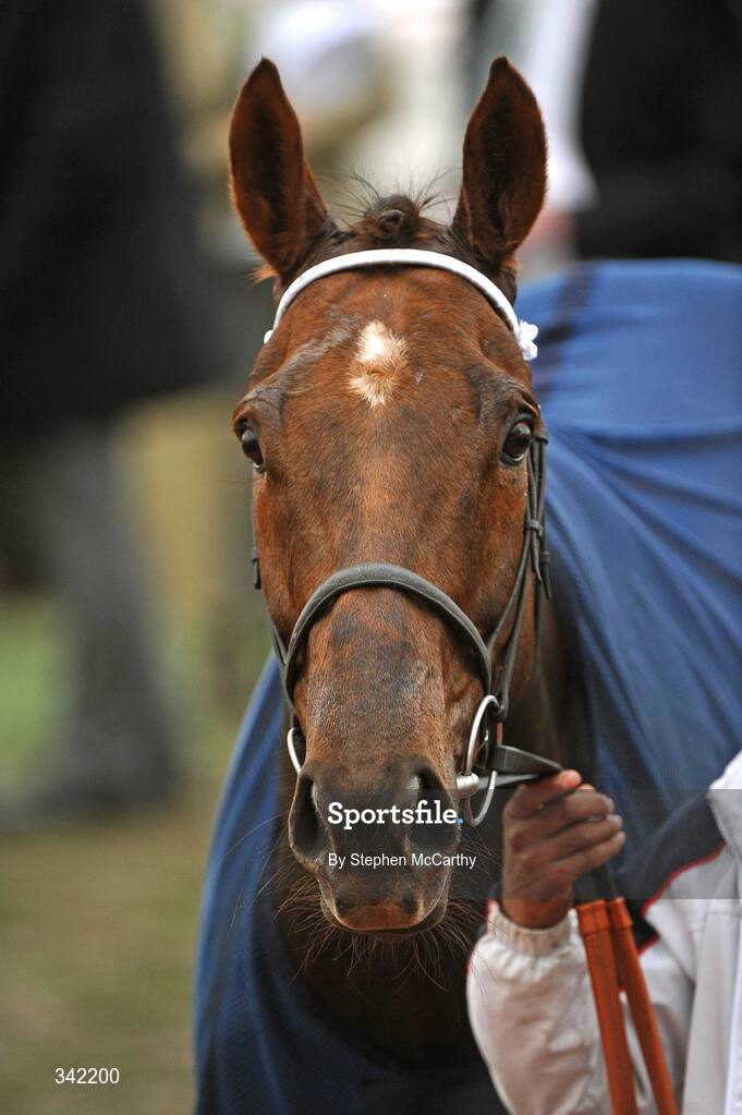 13 March 2009; Andytown after winning the Martin Pipe Conditional Jockeys' Handicap Hurdle Race. Cheltenham Racing Festival, Prestbury Park, Cheltenham, Gloucestershire, England. Picture credit: Stephen McCarthy / SPORTSFILE
