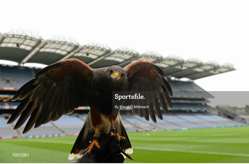6 September 2015; Alfie the hawk on duty at ten o'clock before today's game. GAA Hurling All-Ireland Senior Championship Final, Kilkenny v Galway, Croke Park, Dublin. Picture credit: Piaras Ó Mídheach / SPORTSFILE