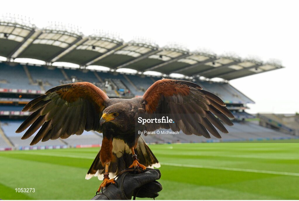 6 September 2015; Alfie the hawk on duty at ten o'clock before today's game. GAA Hurling All-Ireland Senior Championship Final, Kilkenny v Galway, Croke Park, Dublin. Picture credit: Piaras Ó Mídheach / SPORTSFILE