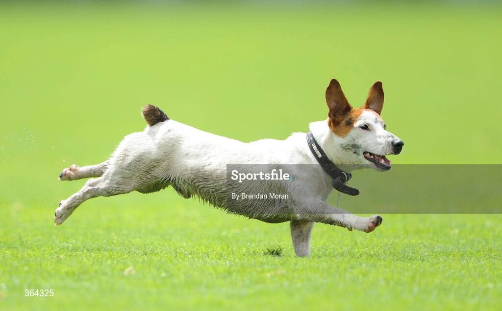 5 July 2009; A stray dog runs around the pitch during the game. GAA Football Munster Senior Championship Final, Limerick v Cork, Pairc Ui Chaoimh, Cork. Picture credit: Brendan Moran / SPORTSFILE