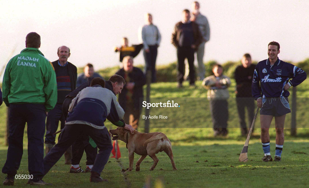 21 January 2001; A linesman attempts to take the sliothar from a dog who ran onto the pitch during the Walsh Cup Semi-Final match between Wexford and Dublin at Ferns in Wexford. Photo by Aoife Rice/Sportsfile