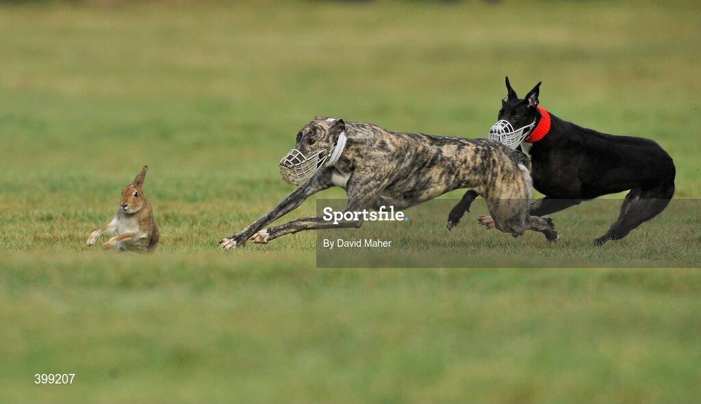 1 February 2010; Rushing, red collar, turns the hare to beat Cearc Ghoir during the first round of the Hotel Minella Oaks. 85th National Coursing Meeting - Monday, Powerstown Park, Clonmel, Co. Tipperary. Picture credit: David Maher / SPORTSFILE