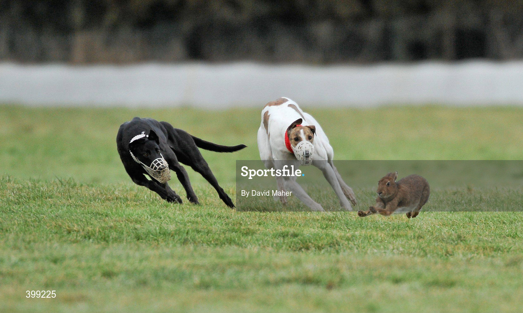 1 February 2010; March Is On, white collar, turns the hare to beat Gallys Bridge during the first round of the Boylesports.com Derby. 85th National Coursing Meeting - Monday, Powerstown Park, Clonmel, Co. Tipperary. Picture credit: David Maher / SPORTSFILE