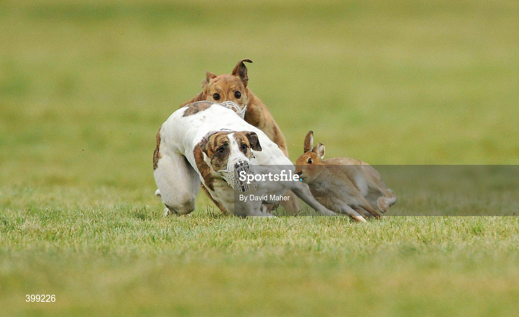 1 February 2010; Cooga Ruby, white collar, foreground, turns the hare to beat Matts Jet during the first round of the Boylesports.com Derby. 85th National Coursing Meeting - Monday, Powerstown Park, Clonmel, Co. Tipperary. Picture credit: David Maher / SPORTSFILE