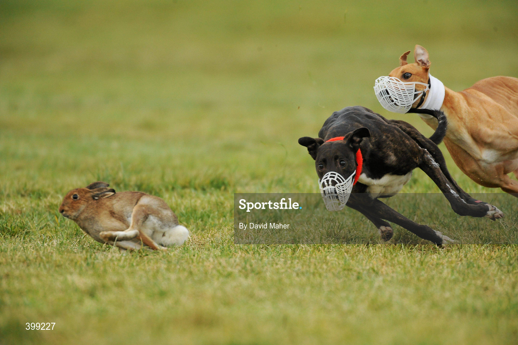 1 February 2010; Oilean Fantasy, red collar, turns the hare to beat Ashtown Rusty during the first round of the Boylesports.com Derby. 85th National Coursing Meeting - Monday, Powerstown Park, Clonmel, Co. Tipperary. Picture credit: David Maher / SPORTSFILE
