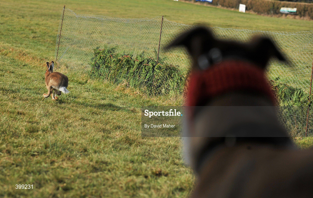 1 February 2010; Chillax Gabriela, watches the hare before been slipped against Sydney Blonde during the first round of the Hotel Minella Oaks. 85th National Coursing Meeting - Monday, Powerstown Park, Clonmel, Co. Tipperary. Picture credit: David Maher / SPORTSFILE
