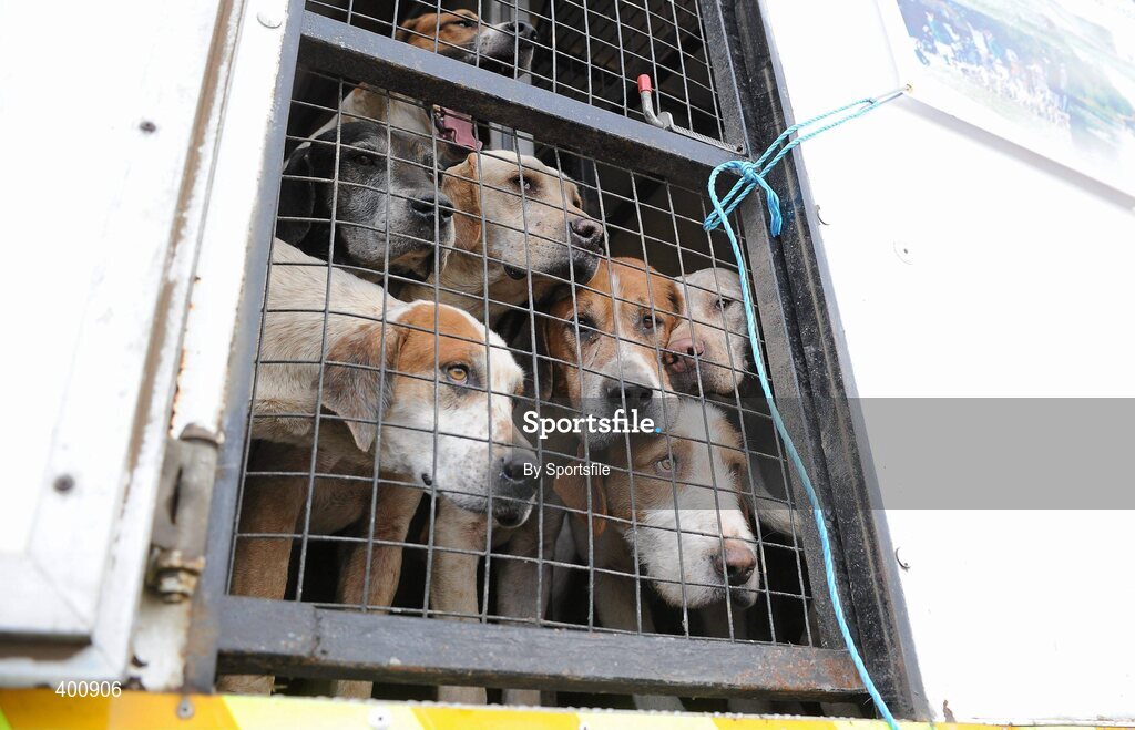 8 February 2010; The hounds prior to being released at the Hunt Meeting in Dunsany, Co. Meath. Photo by Sportsfile